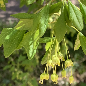 Photographie n°2469674 du taxon Acer monspessulanum L.