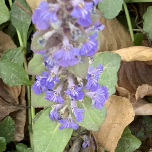 Photographie n°2469685 du taxon Ajuga reptans L.