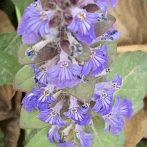 Photographie n°2469686 du taxon Ajuga reptans L.