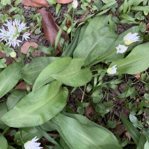 Photographie n°2469702 du taxon Allium ursinum L. [1753]