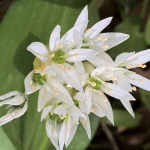 Photographie n°2469704 du taxon Allium ursinum L. [1753]