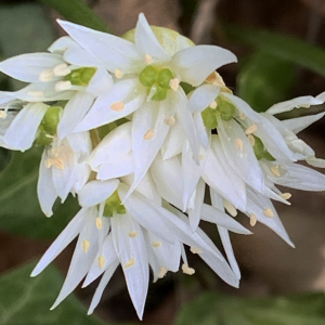 Photographie n°2469706 du taxon Allium ursinum L. [1753]