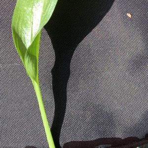 Photographie n°2469708 du taxon Allium ursinum L. [1753]