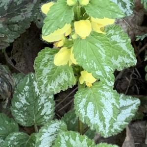 Photographie n°2469726 du taxon Lamium galeobdolon subsp. argentatum (Smejkal) J.Duvign. [1987]