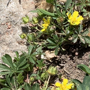 Photographie n°2469749 du taxon Potentilla neumanniana Rchb. [1832]