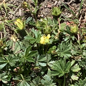 Photographie n°2469750 du taxon Potentilla neumanniana Rchb. [1832]