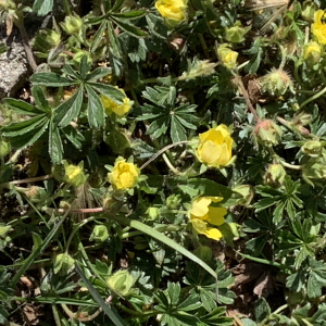 Photographie n°2469752 du taxon Potentilla neumanniana Rchb. [1832]