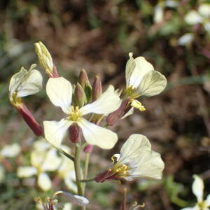 Photographie n°2469803 du taxon Raphanus raphanistrum L.