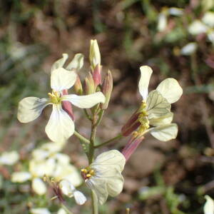 Photographie n°2469805 du taxon Raphanus raphanistrum L.