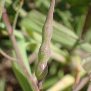 Photographie n°2469806 du taxon Raphanus raphanistrum L.