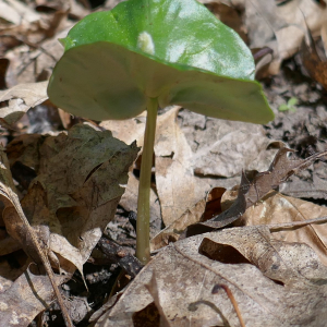 Photographie n°2469823 du taxon Fagus sylvatica L. [1753]