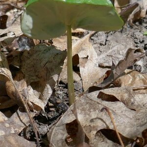 Photographie n°2469824 du taxon Fagus sylvatica L. [1753]