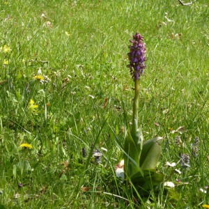 Photographie n°2469842 du taxon Himantoglossum robertianum (Loisel.) P.Delforge