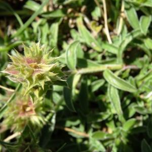 Photographie n°2469873 du taxon Sideritis hyssopifolia L. [1753]