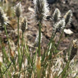 Photographie n°2469942 du taxon Eriophorum vaginatum L. [1753]