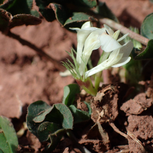 Photographie n°2469963 du taxon Trifolium subterraneum L.