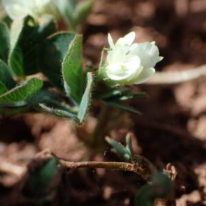 Photographie n°2469964 du taxon Trifolium subterraneum L.