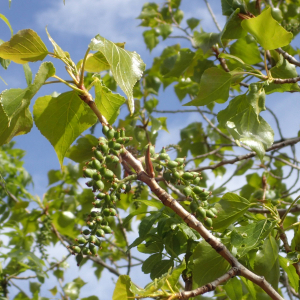 Photographie n°2469968 du taxon Populus nigra L.