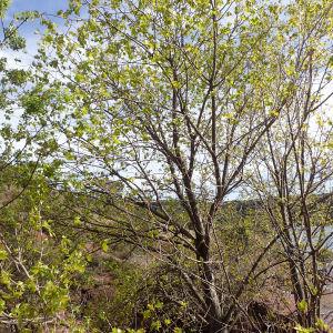 Photographie n°2469972 du taxon Populus nigra L.