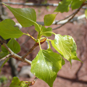 Photographie n°2469974 du taxon Populus nigra L.