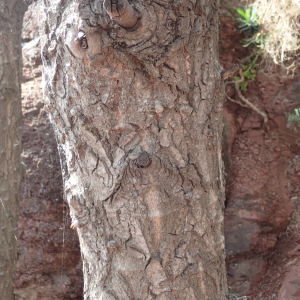 Photographie n°2469975 du taxon Populus nigra L.