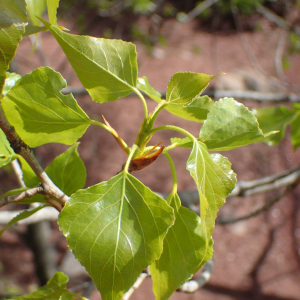 Photographie n°2469976 du taxon Populus nigra L.
