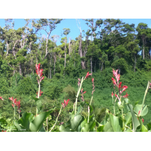 Canna indica L. (Balisier à chapelet)