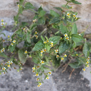 Photographie n°2469994 du taxon Galinsoga quadriradiata Ruiz & Pav.