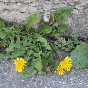 Photographie n°2469996 du taxon Taraxacum officinale Weber [1780]