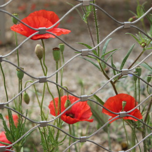 Photographie n°2470010 du taxon Papaver rhoeas L.