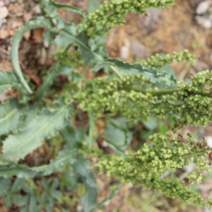 Photographie n°2470013 du taxon Rumex crispus L. [1753]