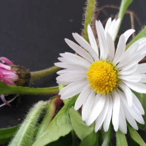 Photographie n°2470020 du taxon Bellis perennis L. [1753]