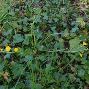 Photographie n°2470038 du taxon Ranunculus bulbosus L. [1753]