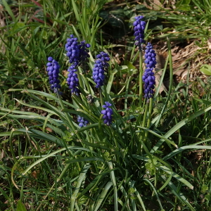 Photographie n°2470076 du taxon Muscari armeniacum Leichtlin ex Baker