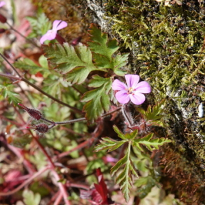 Photographie n°2470094 du taxon Geranium robertianum L.