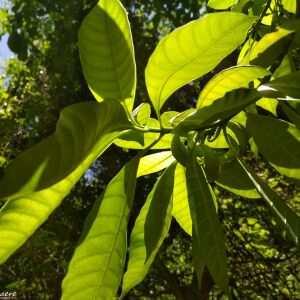 Photographie n°2470163 du taxon Tabernaemontana citrifolia L. [1753]