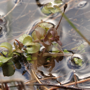 Photographie n°2470198 du taxon Mentha aquatica L. [1753]