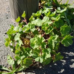 Photographie n°2470223 du taxon Geranium rotundifolium L.