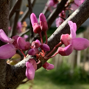 Photographie n°2470228 du taxon Cercis siliquastrum L. [1753]