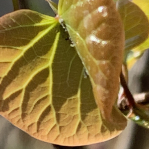 Photographie n°2470229 du taxon Cercis siliquastrum L. [1753]