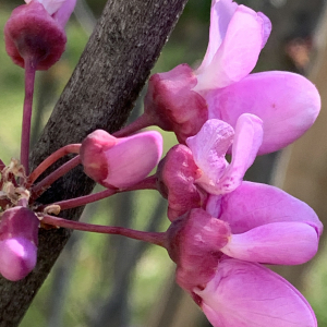 Photographie n°2470231 du taxon Cercis siliquastrum L. [1753]