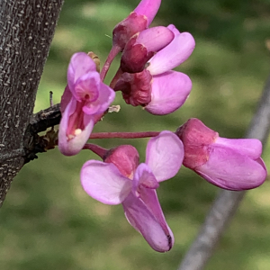 Photographie n°2470236 du taxon Cercis siliquastrum L. [1753]