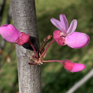 Photographie n°2470237 du taxon Cercis siliquastrum L. [1753]