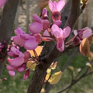 Photographie n°2470239 du taxon Cercis siliquastrum L. [1753]