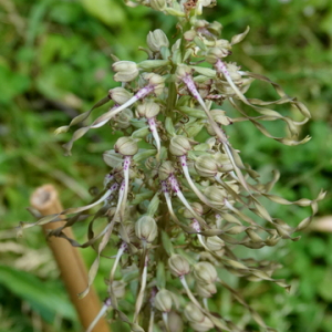 Photographie n°2470251 du taxon Himantoglossum hircinum (L.) Spreng.