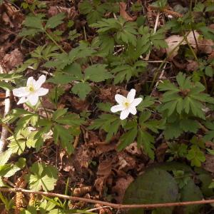 Photographie n°2470252 du taxon Anemone nemorosa L. [1753]