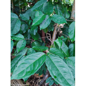 Cassipourea guianensis Aubl. (Bwa agouti)