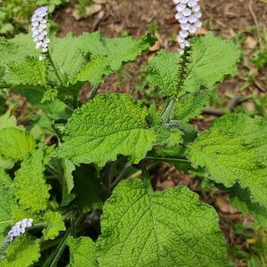 Photographie n°2470263 du taxon Heliotropium indicum L. [1753]