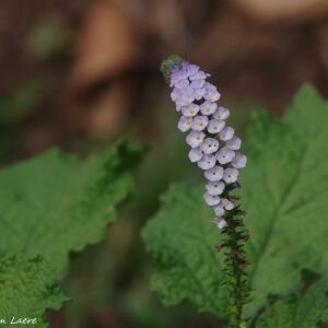 Photographie n°2470264 du taxon Heliotropium indicum L. [1753]