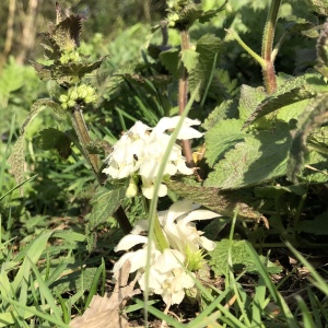 Photographie n°2470305 du taxon Lamium album L.